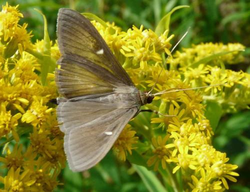 Cydalima perspectalis